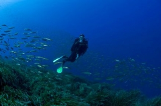  Diving with Deep Blue 